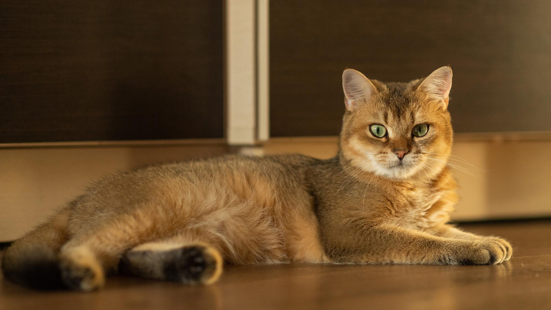 Vet Near Me Oregon, WI Country View Veterinary Service