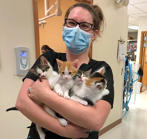 Veterinarian carrying group of kittens