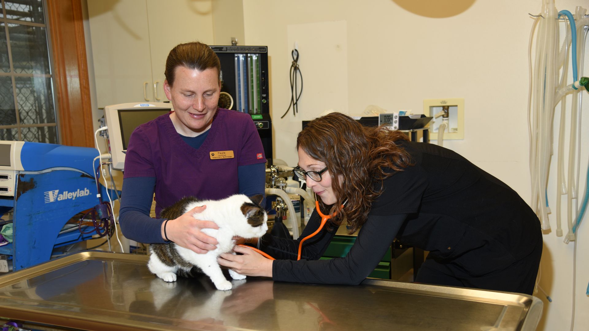 Oregon, WI 53575 Veterinary Jobs Country View Veterinary Services Of