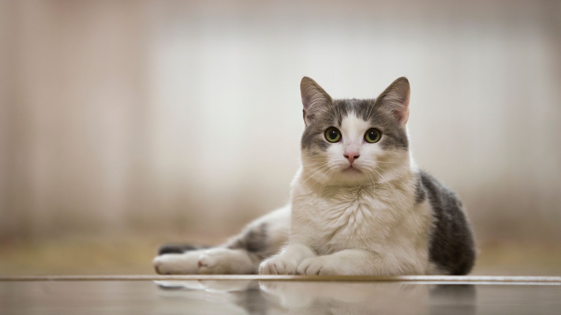 Oregon, WI 53575 Veterinary Services Country View Veterinary Services