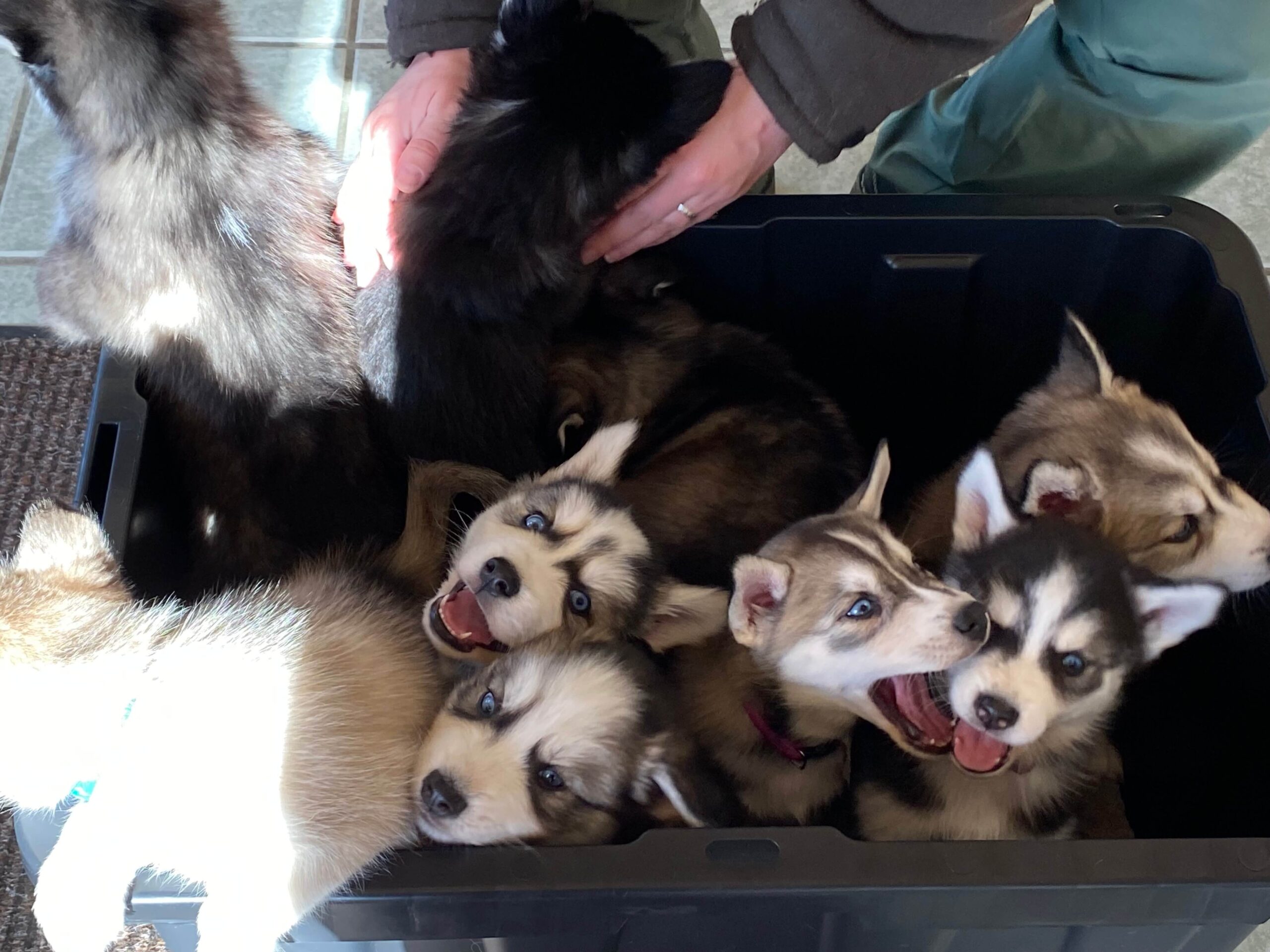 Bucket full of puppies