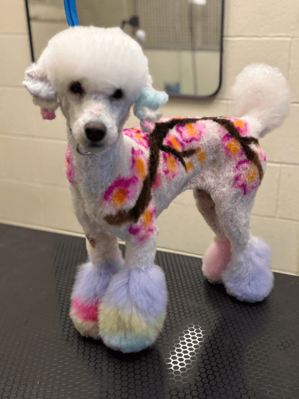 A well groomed dog on the grooming table