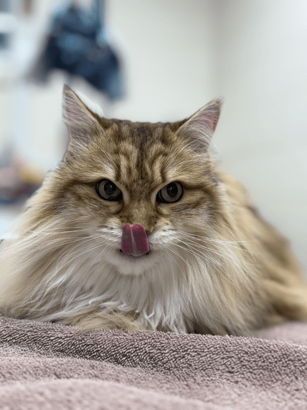 A long haired cat