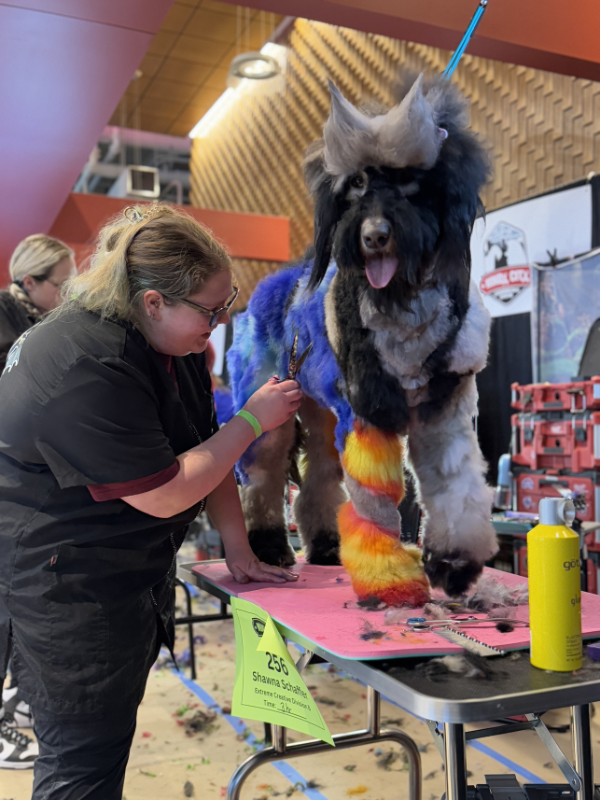 groomer grooming a dog standing on table