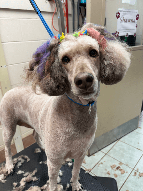 A dog standing on the grooming table